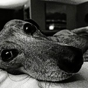 Meet your Posher, Lee